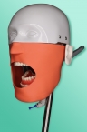 Modell des menschlichen Kopfes für Schulungen vor allem der Ärzte 11-1000