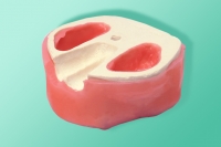 Ein Modell des Kiefers einschließlich der Sinus und Zähne Tasche 10-3051