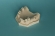 Kiefer mit den Zähnen 10-5070