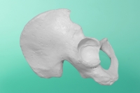 Rechtes Hüftbein     60-1000