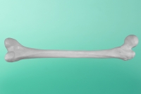 Rechter Oberschenkelknochen 30-2000