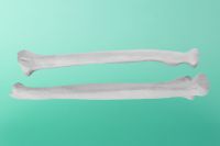 Kości lewego przedramienia