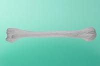 Rechter Oberarmknochen 50-1000