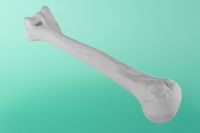 kość ramieniowa bez kanału prawa