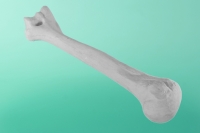 Rechter Oberarmknochen mit einem kanal 50-1900