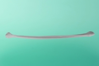 Wadenbein rechts     20-1011