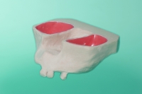 Szczęka  ze śluzówką wyścielającą zatokę szczękową 10-5000