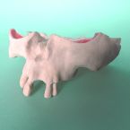 Model szczęki - przekrój czaszki do szkoleń z implantologi, piezo chirurgii