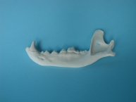 Linke Kiefer großen Hund