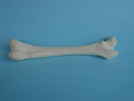 Rechter Oberschenkel