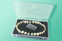 Zestaw stałych zębów z prostymi korzeniami 11-AG3-1