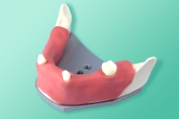 Żuchwa z zębami z płytą mocującą 10-3045