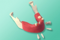 Model żuchwy z zębami 10-1036