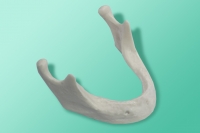 Bezzębna żuchwa 10-1040