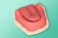 Model żuchwy bezzębnej z pogrubionym wyrostkiem ze śluzówką i języka 10-3039