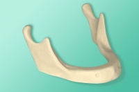 Model szerokiej żuchwy 10-1050